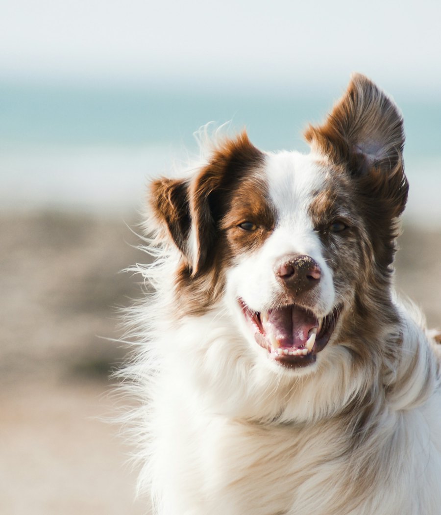 Mutlu köpek